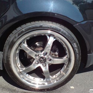 Barracuda Velvet (Sommer)