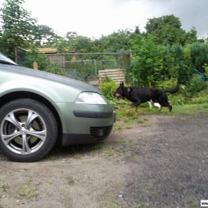 Alutech Aludingens (Sommer)